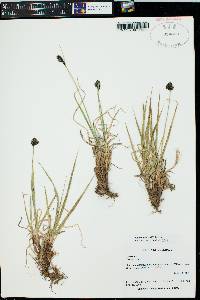 Carex nelsonii image