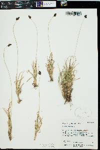 Carex nelsonii image