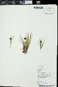 Carex nova image