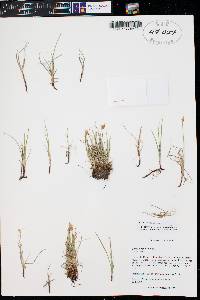 Carex obtusata image