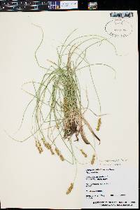 Carex occidentalis image