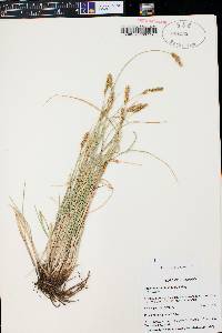 Carex occidentalis image