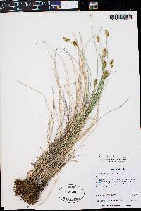 Carex occidentalis image