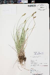 Carex occidentalis image