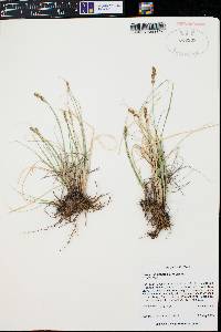 Carex occidentalis image