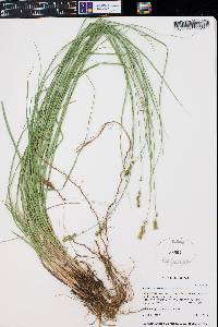 Carex occidentalis image