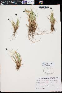 Carex pelocarpa image