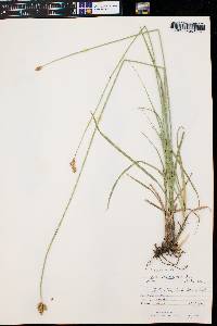 Carex phaeocephala image