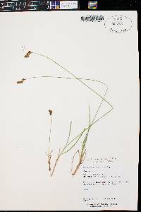 Carex pyrenaica image