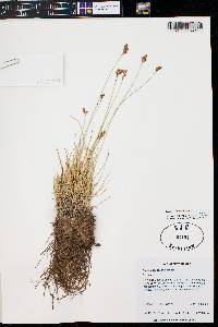 Carex phaeocephala image