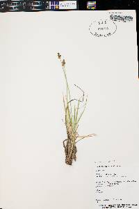 Carex praeceptorum image