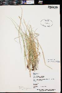 Carex praegracilis image