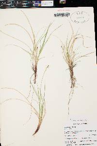 Carex rossii image