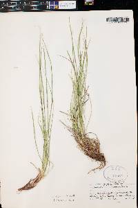 Carex rossii image