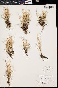 Carex rupestris image