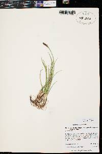 Carex scirpoidea var. pseudoscirpoidea image