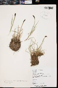 Carex scirpoidea image