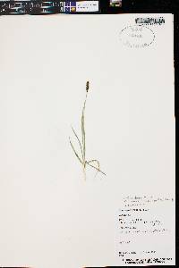 Carex scirpoidea image