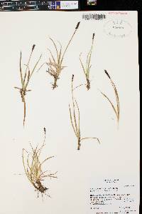 Carex scirpoidea image