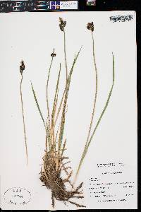 Carex scopulorum image