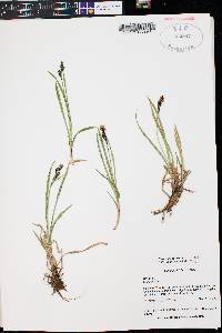 Carex scopulorum image