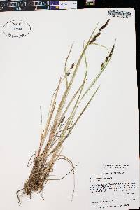 Carex scopulorum image