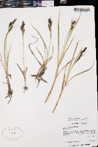 Carex scopulorum image