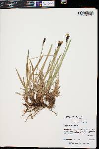 Carex scopulorum image