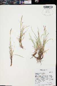 Carex scopulorum image