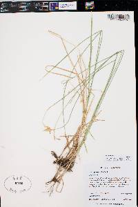 Carex siccata image