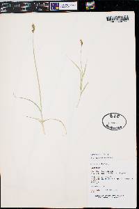 Carex siccata image