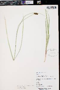 Carex simulata image