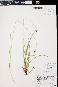 Carex stevenii image