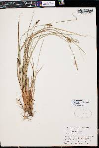 Carex striata image