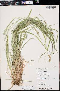 Carex subfusca image