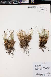 Carex elynoides image