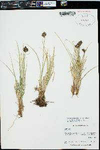 Carex sparganioides image