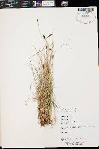 Carex elynoides image