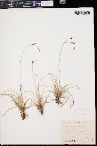 Carex sempervirens image