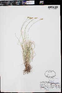 Carex vallicola image