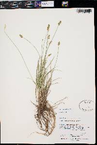 Carex vallicola image