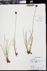 Carex vernacula image