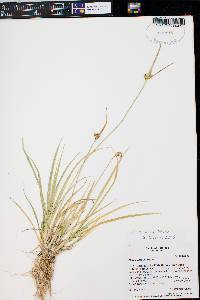 Carex viridula image