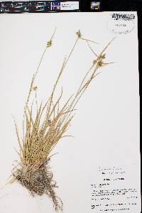 Carex viridula image