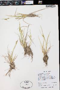 Carex viridula image