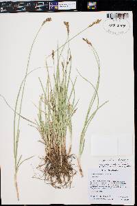 Carex wootonii image