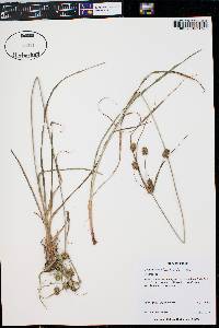 Cyperus echinatus image