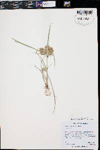 Cyperus erythrorhizos image