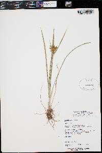 Cyperus esculentus var. leptostachyus image