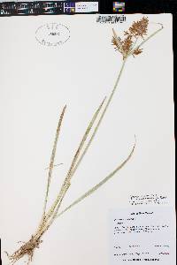 Cyperus esculentus var. leptostachyus image